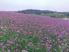 -大塘金香草谷