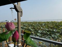 -七的湖·晚芳亭·阳澄湖农家菜·大闸蟹(莲花岛店)