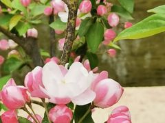 -海棠花溪(元大都城垣遗址公园)