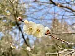 -梅花山(明孝陵内)