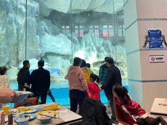 -帝企鹅自助餐厅•儿童岛•真企鹅(长隆企鹅酒店)