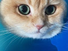 -伟伟宠物医院·CT影像中心·瑞派犬猫综合性门诊(汉口总院)