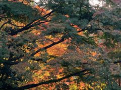 -有栖山 清光院 清水寺