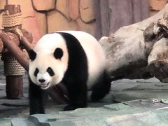 -泉州海丝野生动物世界