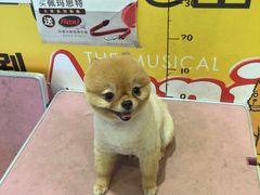 -神采飞扬宠物美容(香港路店)