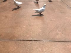 -济南方特东方神画