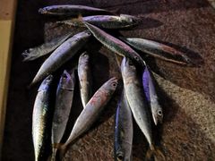 -荣祥海鲜·烟台菜(胜利路二部)