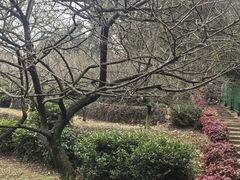 -香雪海