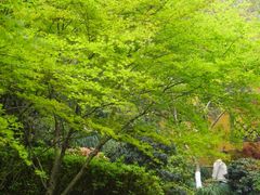 -韬光茶庵