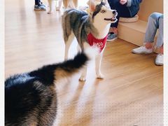-Husky Go! 哈士奇体验馆·宠物咖啡厅狗咖
