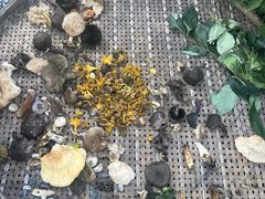 -叁拾壹克饺子·东北菜(国贸店)