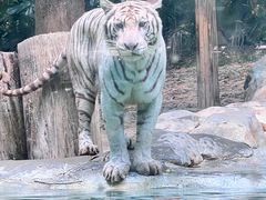 -广州长隆野生动物世界