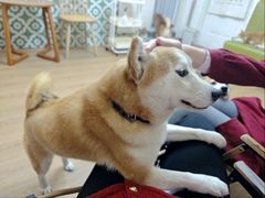 -是阿柴呀！柴犬咖啡·爱喵喵猫咖