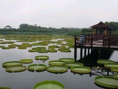 -荷塘月色湿地公园·向阳花洲