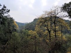 -南山植物园