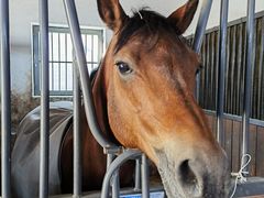 -北京群众马术培训基地