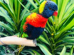 -南宫五洲植物乐园