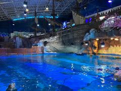 -海合安青岛极地海洋公园