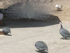 -辛玛王国游乐园