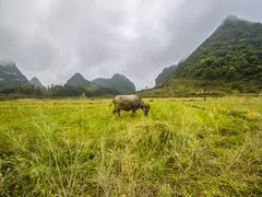 -靖西鹅泉风景区