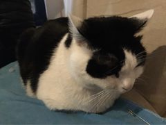 Anne猫窝咖啡屋-Anne猫窝咖啡屋