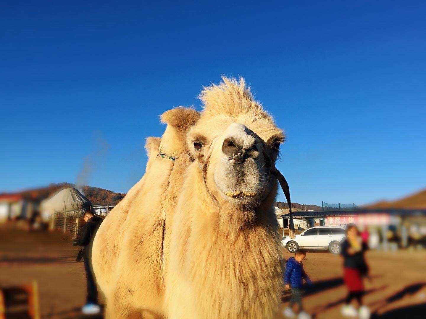 骆驼,烤全羊,蒙古包