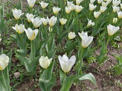 -长春公园(普阳街道)