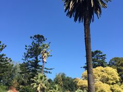 -墨尔本皇家植物园