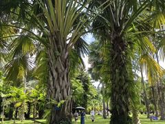 -中国科学院西双版纳热带植物园