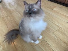 -Cappucimeow猫咪咖啡馆(韦伯时代店)
