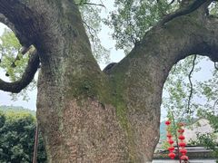 -新安江山水画廊风景区