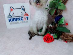 -十年猫舍·猫咪专门店(普陀店)