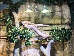 -迪拜水族馆及水下动物园