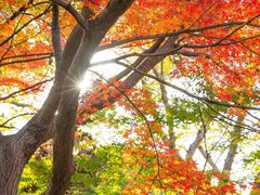 -昆山城市生态森林公园