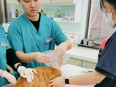 -北京观赏动物医院·24小时大型综合·猫专科·异宠专科