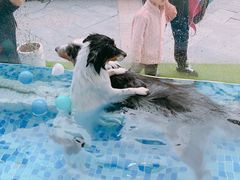 -BABYDOG宝贝狗宠物乐园(欧洲城店)