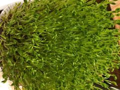 鲜豆苗-好彩猪肚鸡(正弘城店)