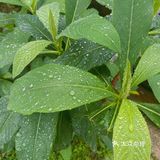 拈花湾，没有下一次了。