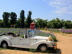 -北京东方普罗旺斯薰衣草庄园