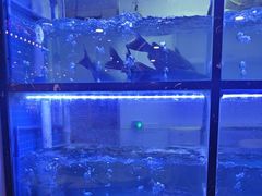 -云中鱼蒸汽石锅鱼(川沙百联店)