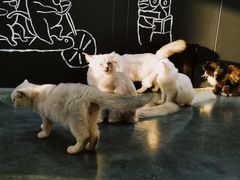 -瞄一喵猫咖(格力海岸店)