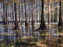 -桤木河湿地公园