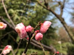 -白塘生态植物园