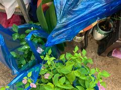-双季花艺园艺市场(浦东店)