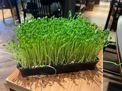 活体豌豆苗-捞王锅物料理(上海世茂广场店)
