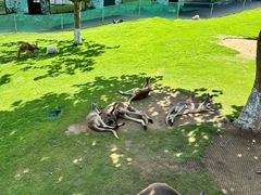 -西霞口神雕山野生动物世界