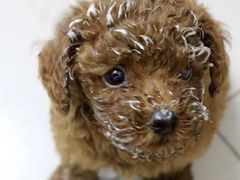 -伟伟宠物医院·CT影像中心·瑞派犬猫综合性门诊(汉口总院)