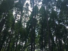 -黄海国家森林公园