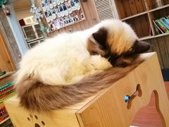 -猫色咖啡·猫咖