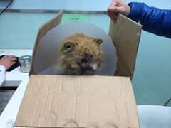-纳吉亚猫专科动物医院博雅分院